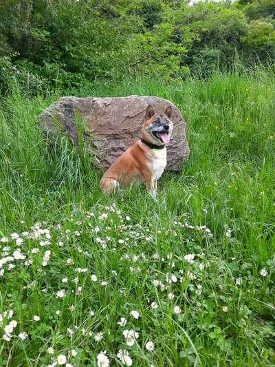 Die Dogorama Monats Challenge "Es grünt und blüht"-Beitrag-Bild