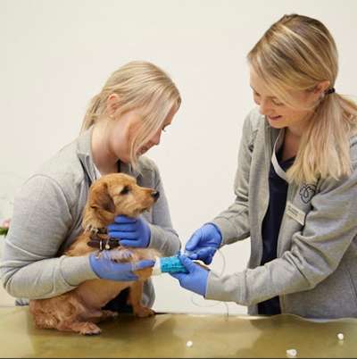 Tierärzte-Dr. med. vet. Jasmin Böddeker - Fachtierärztin für Kleintiere --Bild