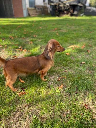 Hundetreffen-Suchen großen Eingezäunten Freilauf für unsere Rasselbande( 6 Dackel und 1 Barsoi )-Bild