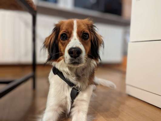 Seltene Rassen!-Beitrag-Bild