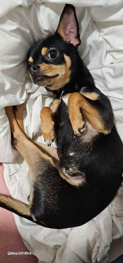 Dogorama Photo Challenge - Zeigt her eure Bäuche-Beitrag-Bild