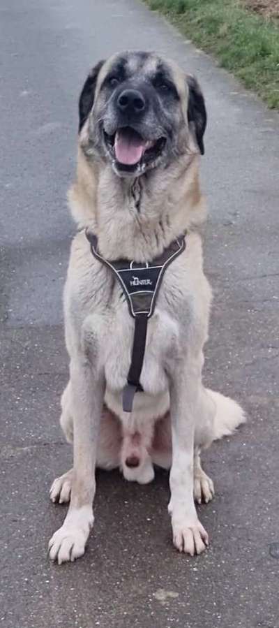 Kangal Fans ! ! ! !-Beitrag-Bild