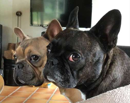 Französische Bulldoggen-Beitrag-Bild