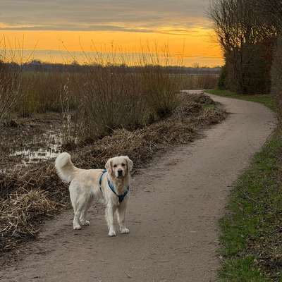 aktuelles Foto Gruppe Golden Retriever