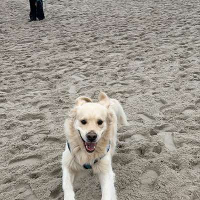 aktuelles Foto Gruppe Golden Retriever