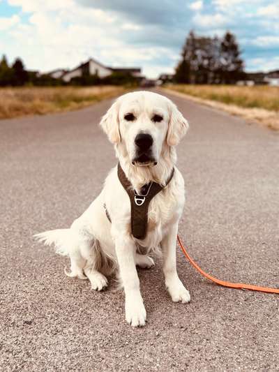 Wo sind die Golden Retriever Liebhaber?-Beitrag-Bild