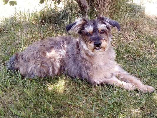 TierschutzhundeStammtisch🐕-Beitrag-Bild