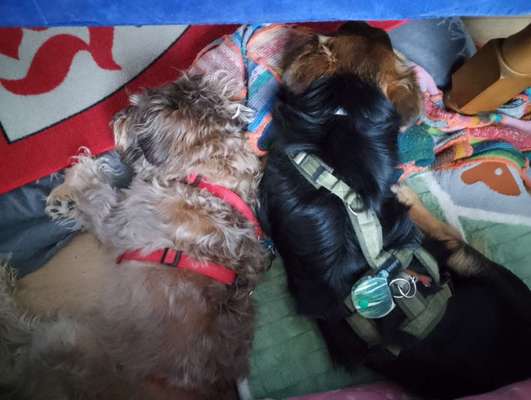 TierschutzhundeStammtisch🐕-Beitrag-Bild