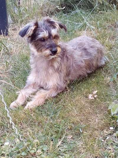 TierschutzhundeStammtisch🐕-Beitrag-Bild