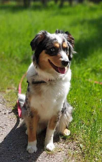 Die Dogorama Monats Challenge "Es grünt und blüht"-Beitrag-Bild