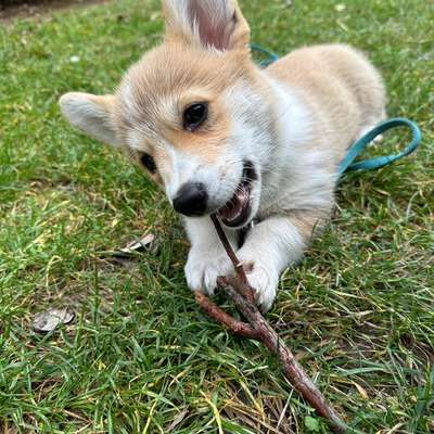 Hundetreffen-Welpenkontakt-Bild