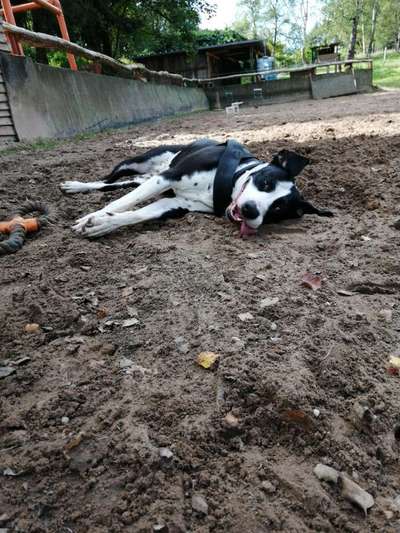 Die Dogorama Kalender Challenge Titelbild-Beitrag-Bild