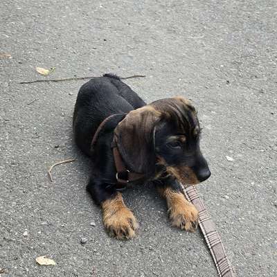 Hundetreffen-Hundetreffen im Altfrankener Park-Bild