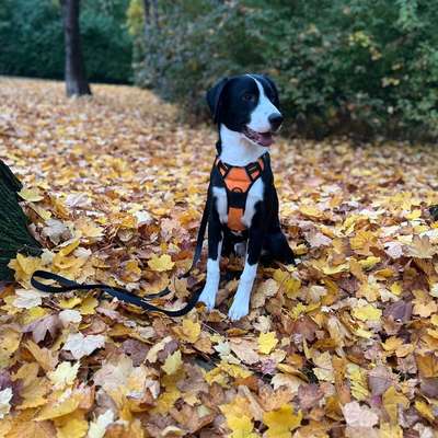 Hundetreffen-Hundetreffen-Bild