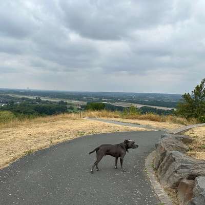 Hundetreffen-Hunderunde im Kreis Unna und Umgebung-Bild