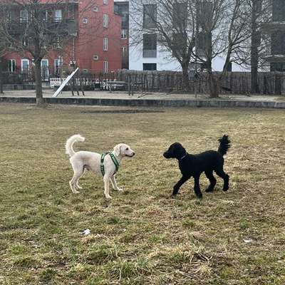 Hundetreffen-Play-Dates und gemeinsame Gassirunden-Bild
