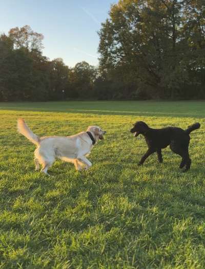 Hundetreffen-Hundetreffen - Spiel und Training-Bild