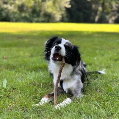 Hundetreffen-Trainingspartner-Bild