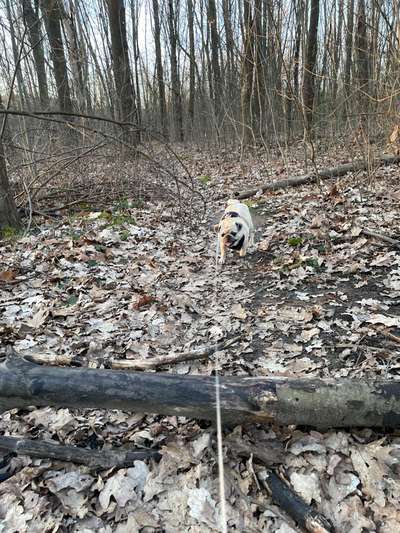 Hundeauslaufgebiet-Kleines Wäldchen-Bild