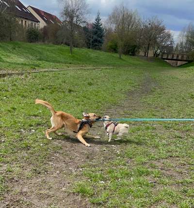 Hundeauslaufgebiet-Wernergraben-Bild