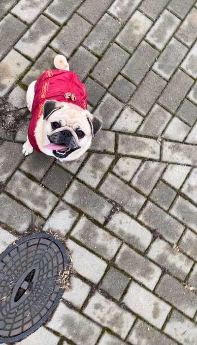 Wo sind die Möpse?-Beitrag-Bild