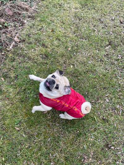 Zeigt her eure Möpse-Beitrag-Bild