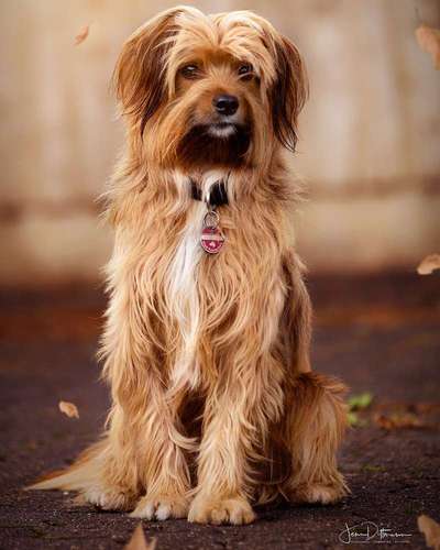 12. Farben Foto Challenge --- Braun-Beitrag-Bild