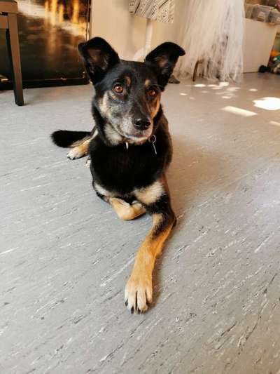 Seltene Rassen!-Beitrag-Bild