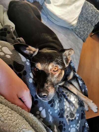 Die besten Hundeblicke 🐾❤️-Beitrag-Bild