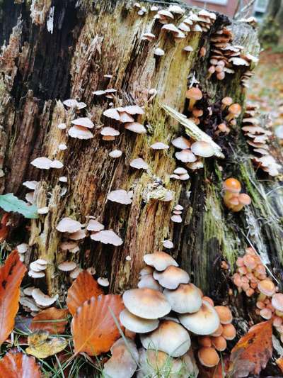 Die wunderschöne Welt mit Hund.-Beitrag-Bild