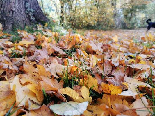 Die wunderschöne Welt mit Hund.-Beitrag-Bild