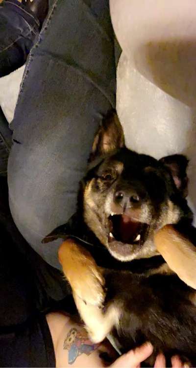 Lustigsten Grimassen von euren Hunden-Beitrag-Bild