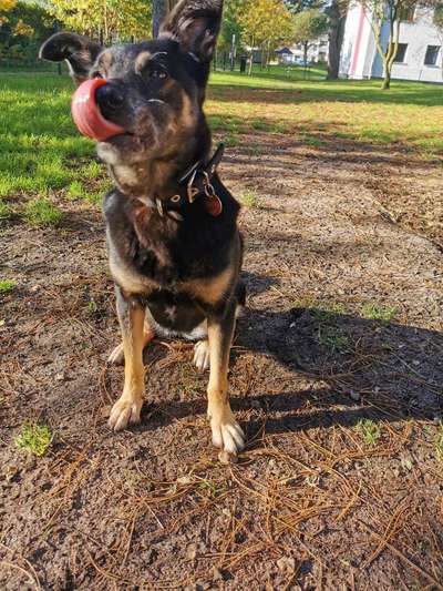 Fotochallenge Nr. 59 - Mein Hund zeigt die Zunge-Beitrag-Bild