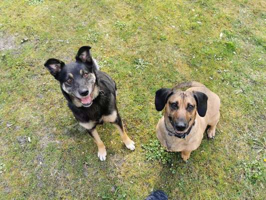 Dogorama Photo Challenge - Die besten Hundebuddys-Beitrag-Bild