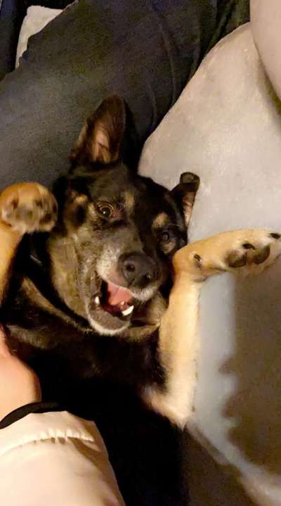 Lustigsten Grimassen von euren Hunden-Beitrag-Bild