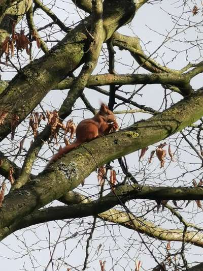 Die wunderschöne Welt mit Hund.-Beitrag-Bild