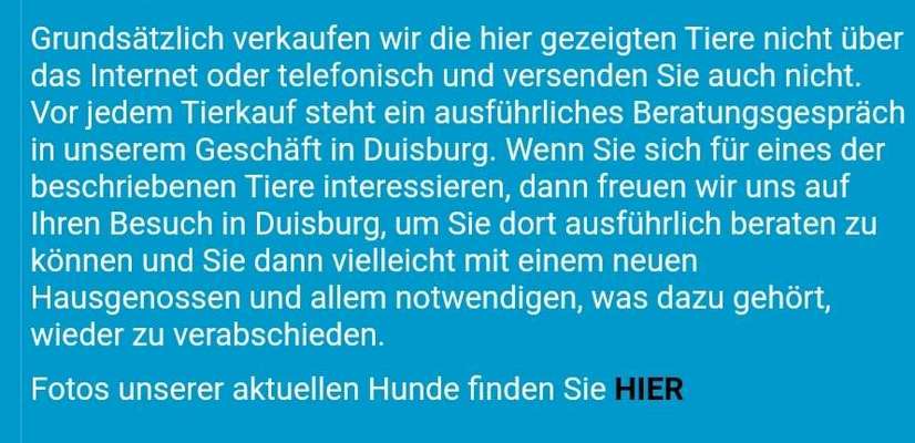 Darf man Welpen in einer Tierhandlung verkaufen/kaufen?-Beitrag-Bild