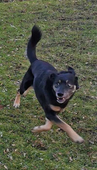 Lustigsten Grimassen von euren Hunden-Beitrag-Bild