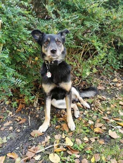 Club der Rumänen (Alle Hunde aus dem rumänischen Tierschutz, wo seid Ihr?)-Beitrag-Bild