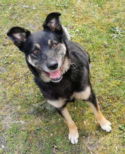 Dogorama Photo Challenge - Einmal lächeln bitte-Beitrag-Bild