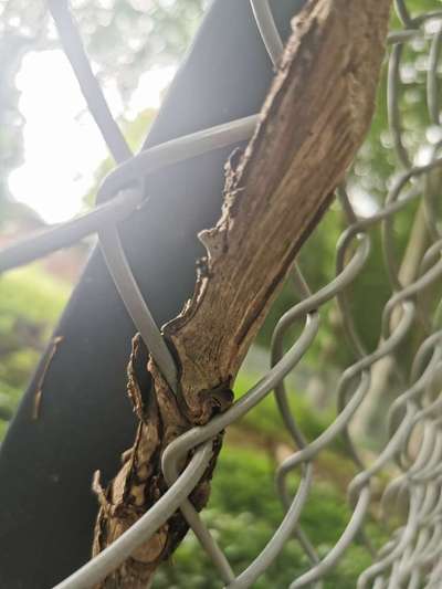 Die wunderschöne Welt mit Hund.-Beitrag-Bild