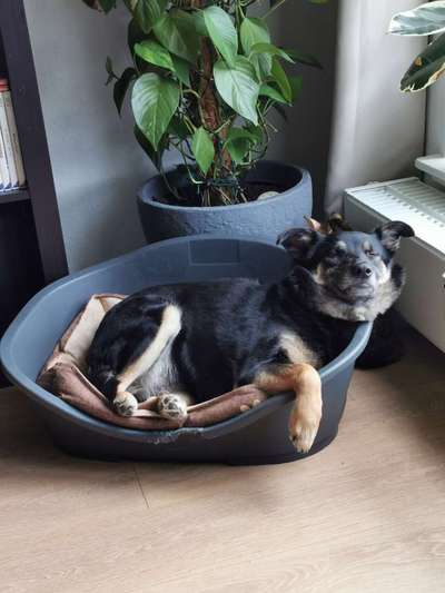 Der Gewichts-Thread-Beitrag-Bild