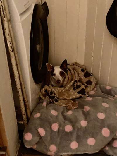 Silvester - Wann Gassi?-Beitrag-Bild