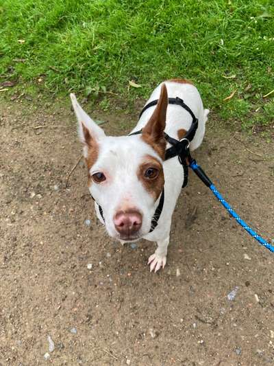 Hund aus dem Spanischen Tierschutz-Beitrag-Bild