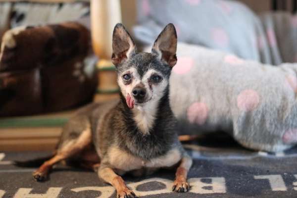 Unsere Fellnasen im Regenbogenland-Beitrag-Bild