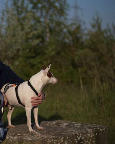 Dogorama Photo Challenge - Steine/Felsen-Beitrag-Bild