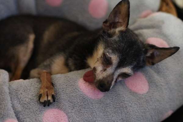 Fotochallenge Nr. 56 - geliebte Senioren-Beitrag-Bild