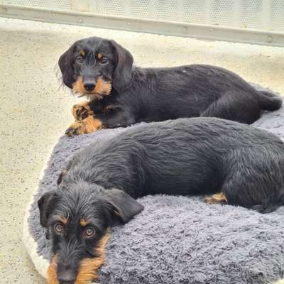 Hundetreffen-Ebby & Elmo suchen neue Spielgefährten 🐶 *wuff*-Bild