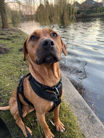 Rhodesian Ridgeback-Beitrag-Bild
