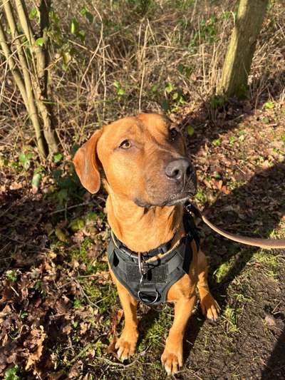 Rhodesian Ridgeback-Beitrag-Bild
